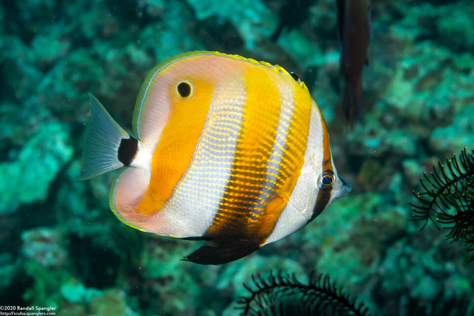 Coradion chrysozonus (Orange-Banded Coralfish)