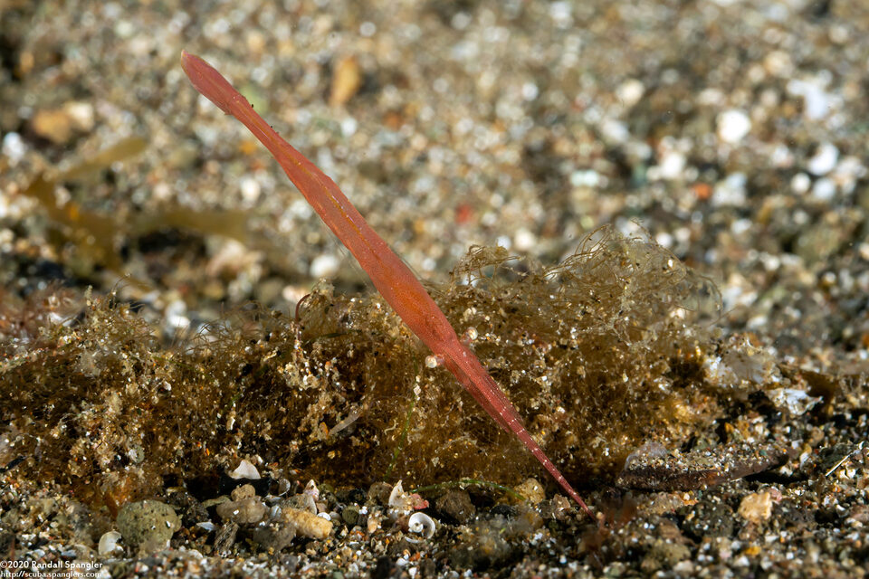Tozeuma lanceolatum (Ocellated Tozeuma Shrimp)