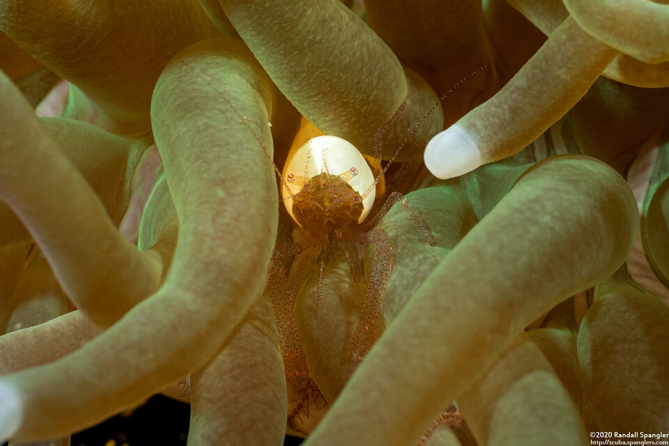 Hamopontonia corallicola (Egg Shell Shrimp)