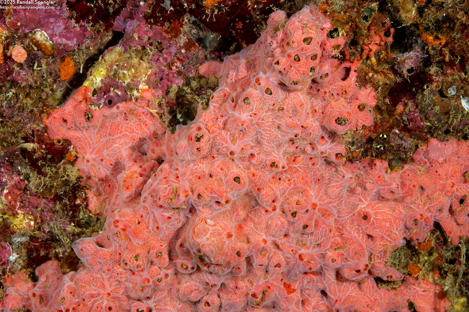 Clathria sp.3 (Clathria sp.3)
