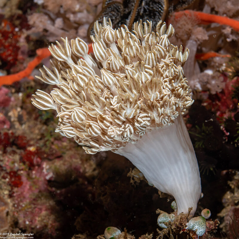 Xenia sansibariana (Xenia Sansibariana)