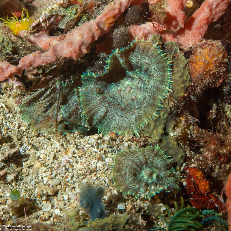 Rhodactis bryoides (Rhodactis Bryoides)