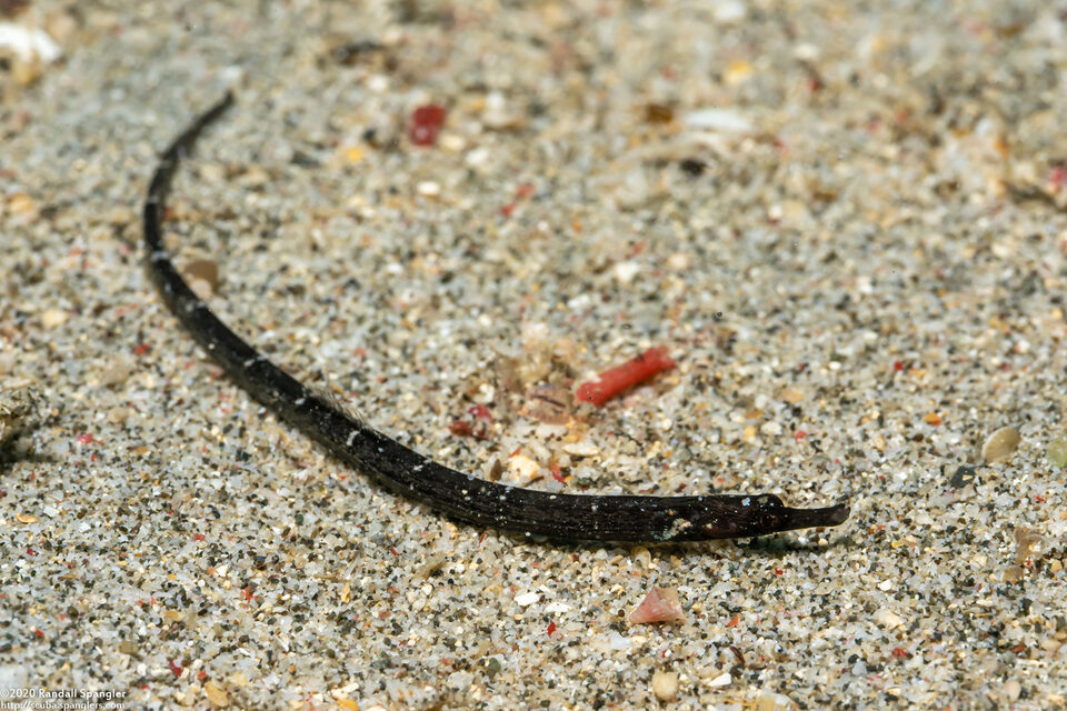 Phoxocampus tetrophthalmus (Foxy Pipefish)