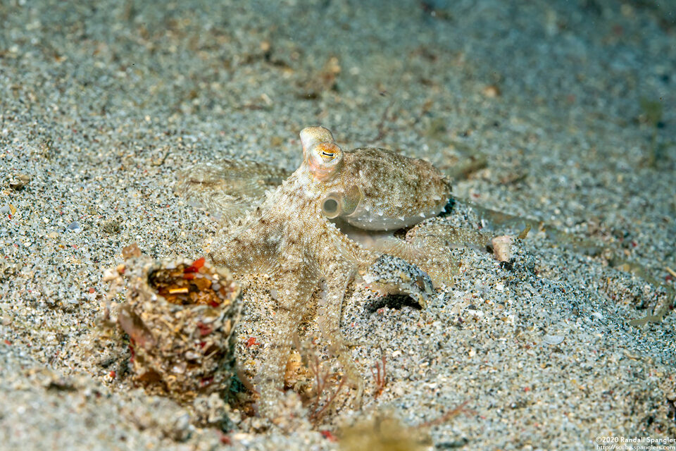 Abdopus sp.1 (White-V Octopus)