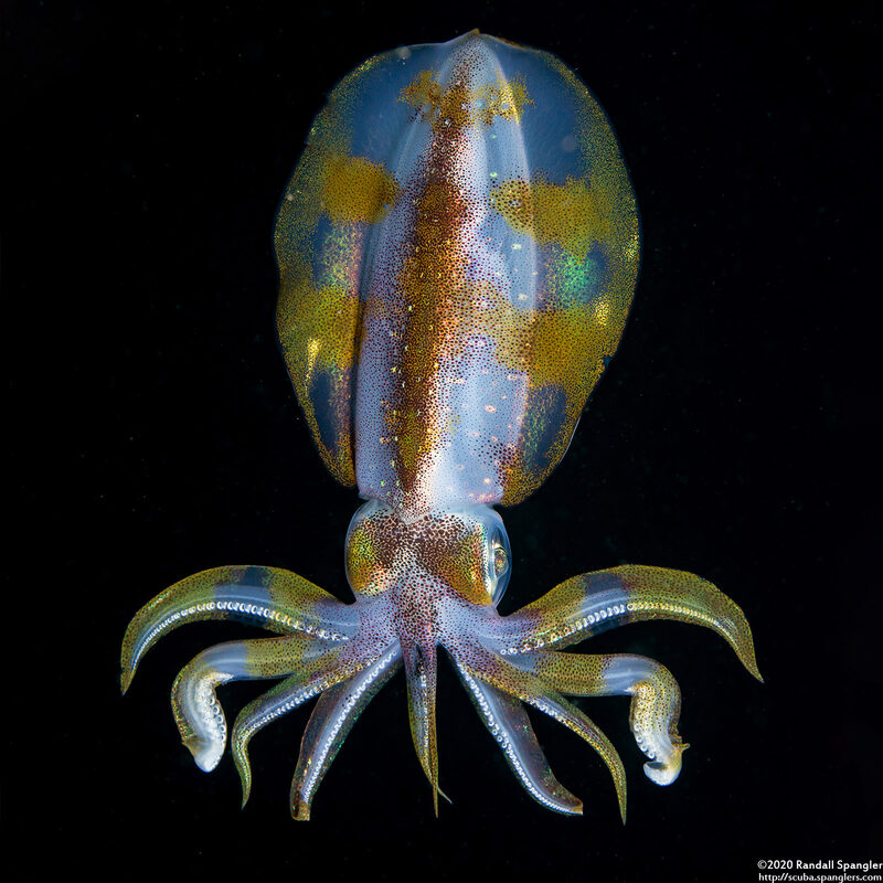 Sepioteuthis lessoniana (Bigfin Reef Squid)