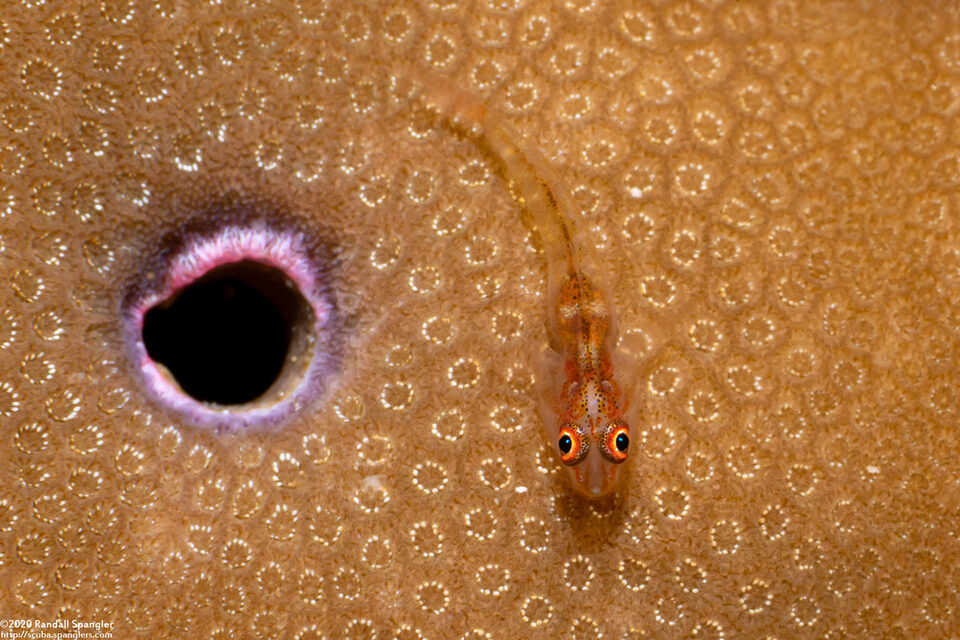 Bryaninops erythrops (Translucent Coral Goby)