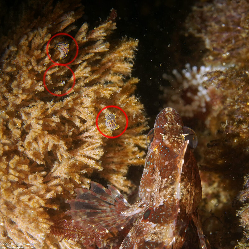 Polycera atra (Black Dorid); Well-camouflaged