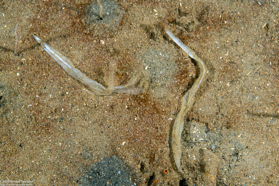 Diphyllobothrium sp.1 (Sea Lion Tapeworm)