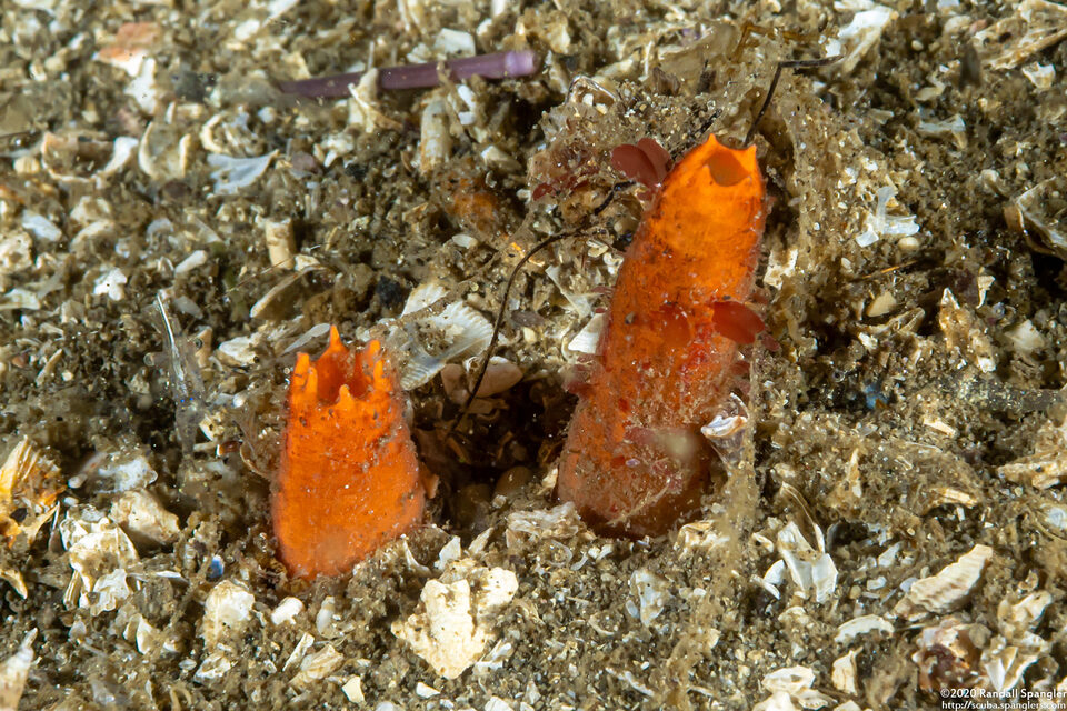 Molgula pacifica (Globlular Ascidian)