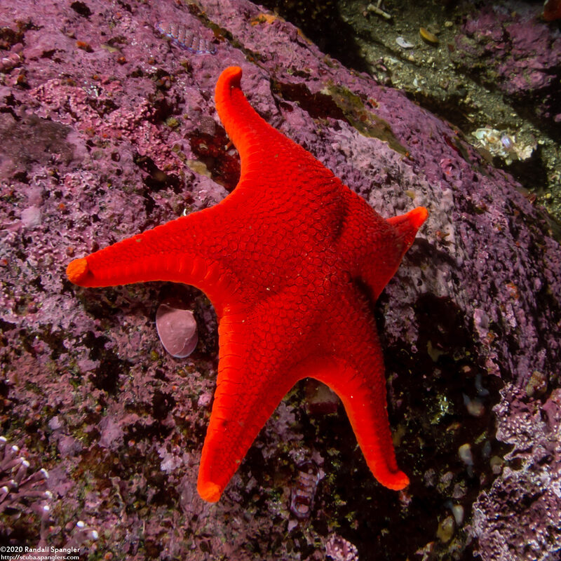 Mediaster aequalis (Red Sea Star)