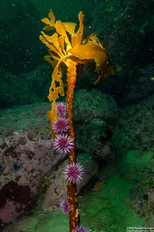 Strongylocentrotus purpuratus (Purple Sea Urchin); Eating kelp