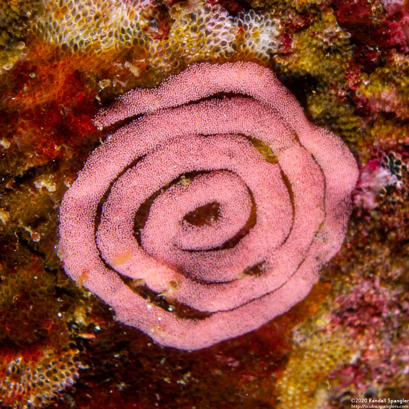 Okenia rosacea (Hopkins' Rose Nudibranch); Eggs