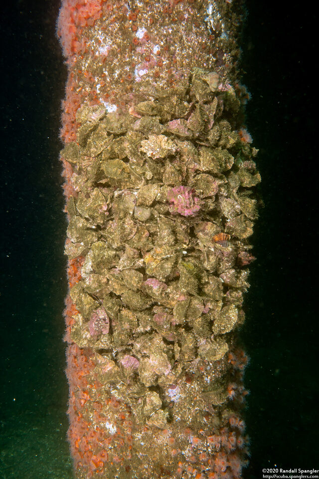 Ceratostoma foliatum (Leafy Hornmouth); Mating cluster on a piling