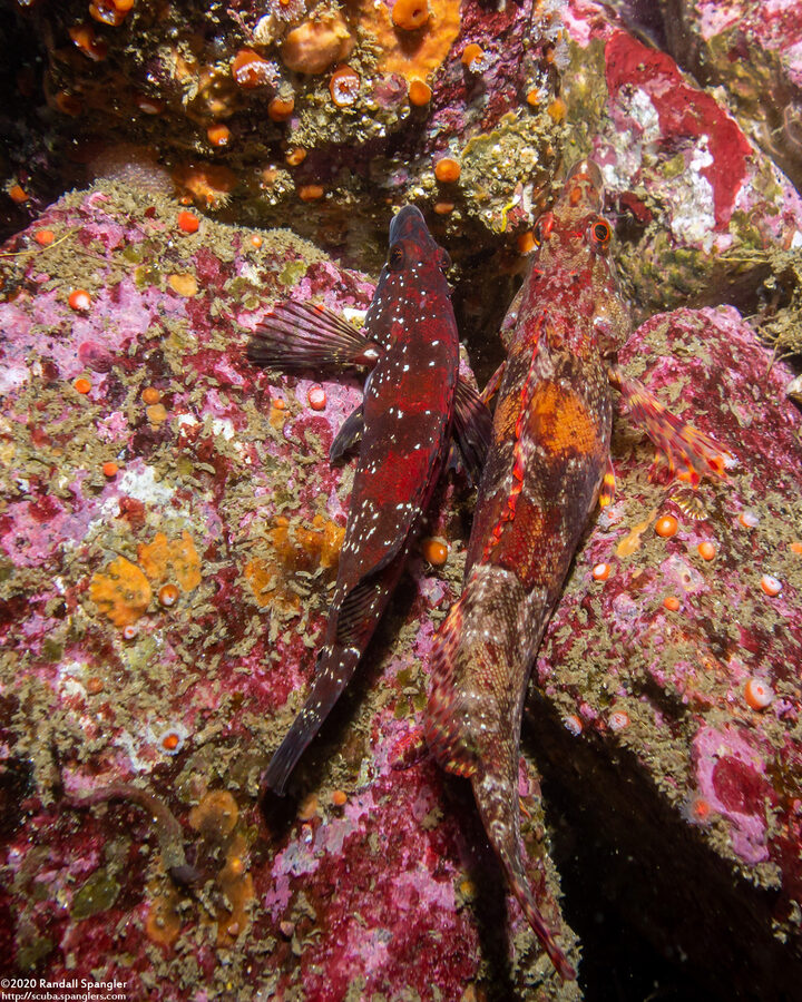 Oxylebius pictus (Painted Greenling); Mated pair with eggs to upper left