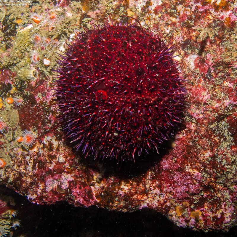 Strongylocentrotus purpuratus (Purple Sea Urchin); Urchin with balding disease; missing most of its spines