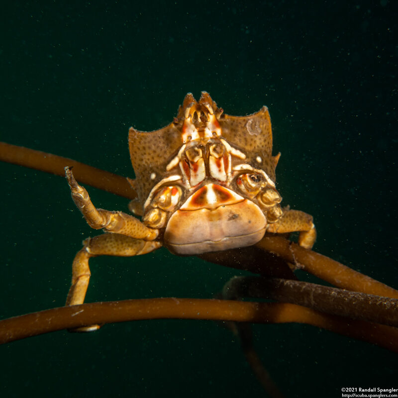 Pugettia producta (Northern Kelp Crab); Missing most of its legs