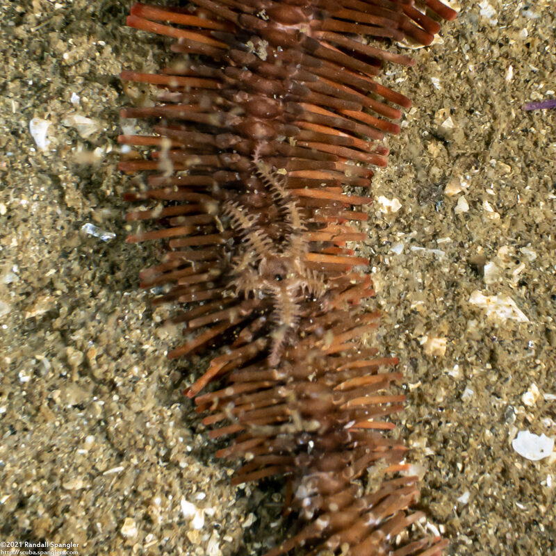Ophiopteris papillosa (Flat-Spined Brittle Star); Tiny brittle star on a big one