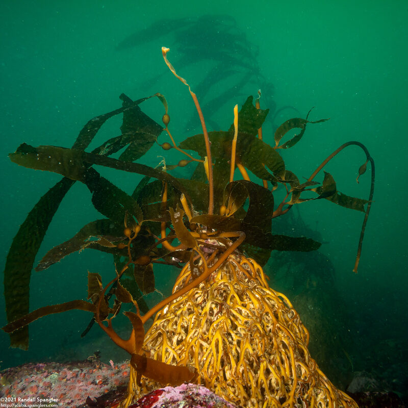 Macrocystis pyrifera (Giant Kelp); Holdfast eaten by urchins