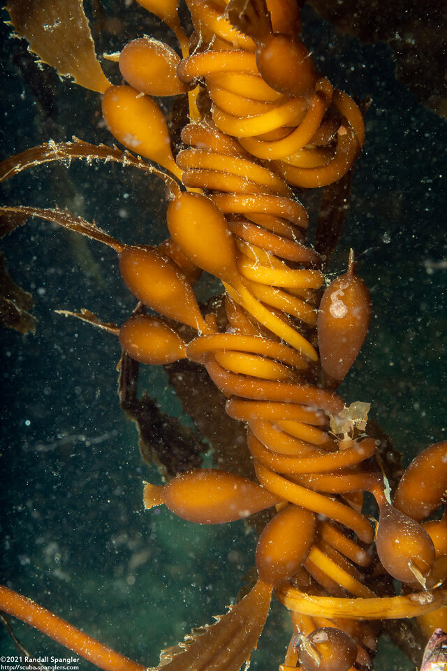 Macrocystis pyrifera (Giant Kelp); Twisted up by currents