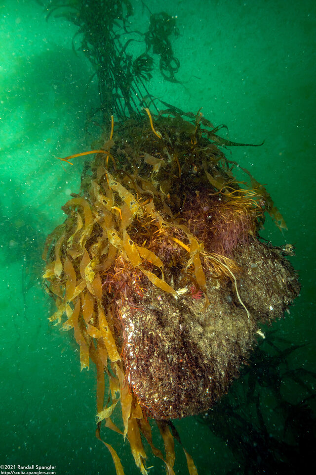 Macrocystis pyrifera (Giant Kelp); Holdfast torn loose by large swells