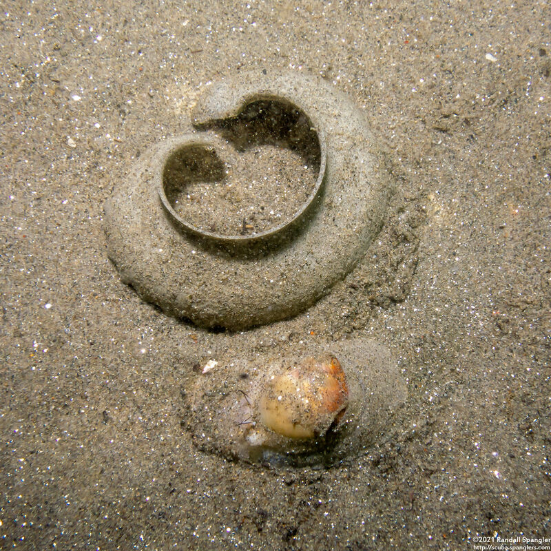 Neverita lewisii (Lewis's Moon Snail); With egg spiral