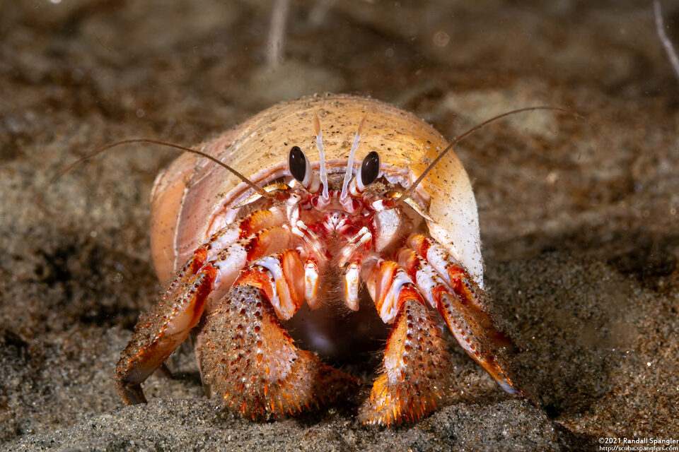 Pagurus armatus (Blackeyed Hermit Crab)