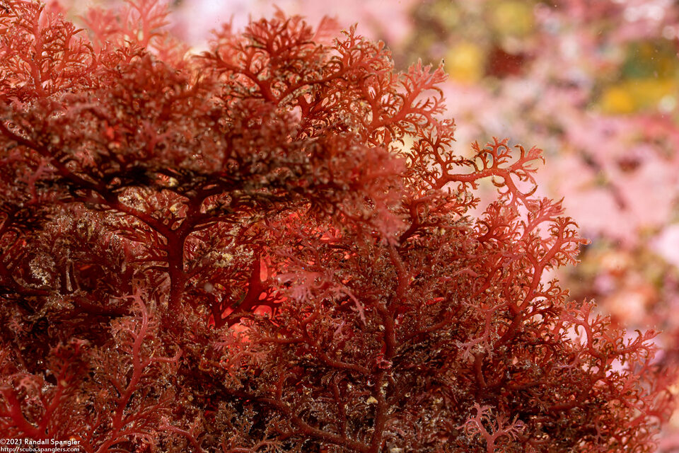 Sea Comb (Plocamium pacificum) - Spanglers' Scuba