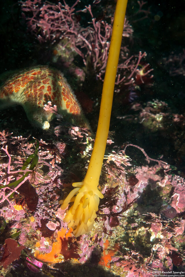 Nereocystis luetkeana (Bull Kelp); Holdfast of a young plant
