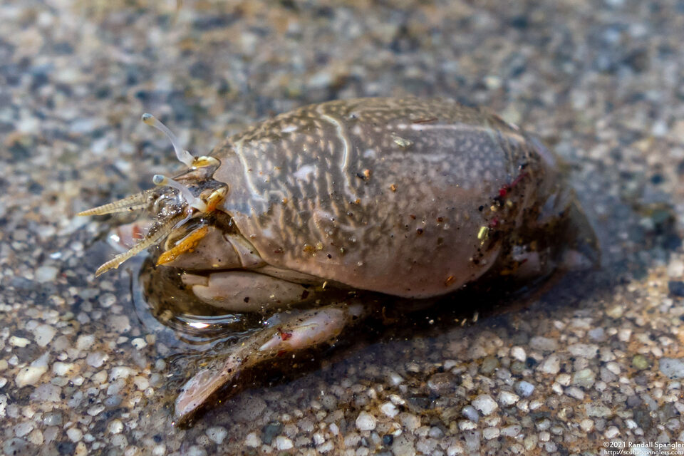 Emerita analoga (Pacific Mole Crab)