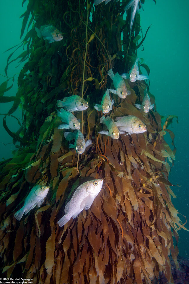Macrocystis pyrifera (Giant Kelp)