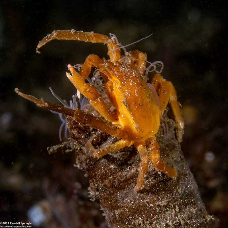 Pugettia producta (Northern Kelp Crab); Tiny juvenile on a tube-dwelling anemone