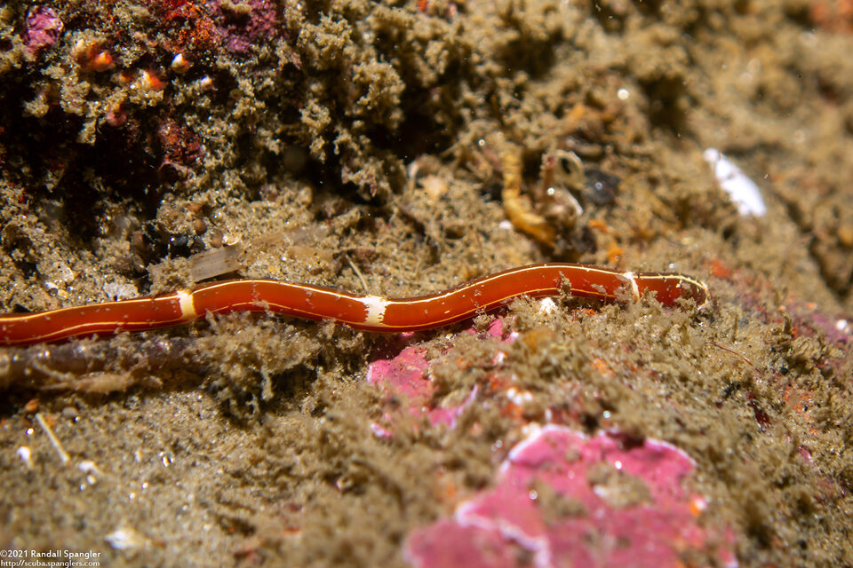 Tubulanus sexlineatus (Six-Lined Ribbon Worm)