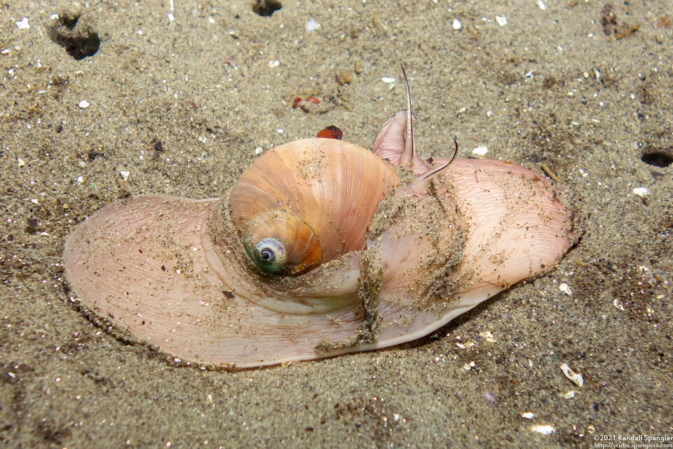 Neverita lewisii (Lewis's Moon Snail)