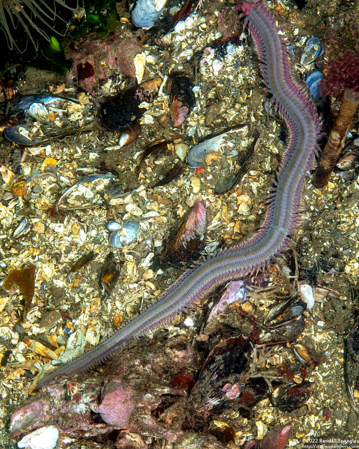 Sandworm (Nereis sp.1) - Spanglers' Scuba