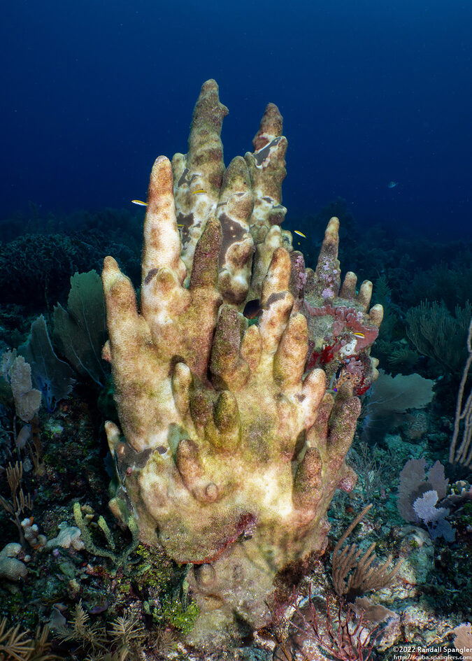 Dendrogyra cylindrus (Pillar Coral); Dying coral