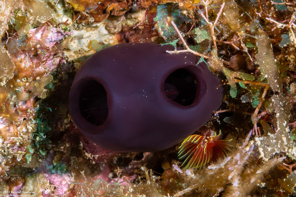 Rhopalaea abdominalis (Reef Tunicate)