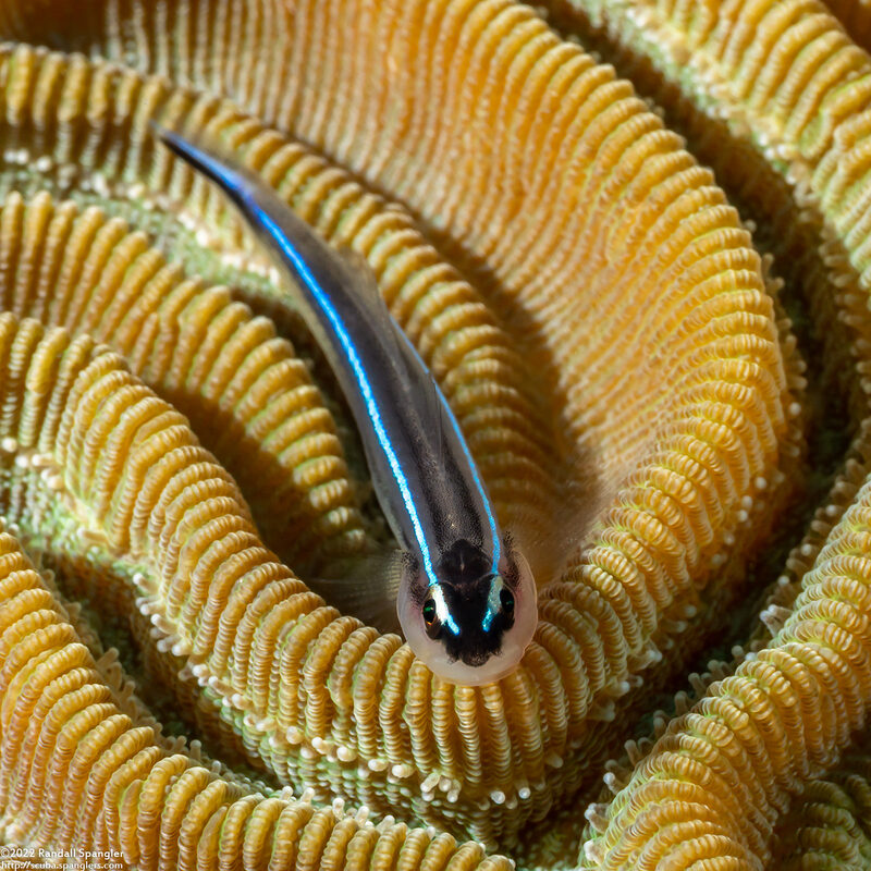 Elacatinus lobeli (Caribbean Neon Goby)