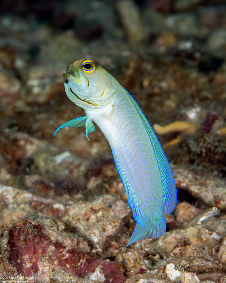 Opistognathus aurifrons (Yellowhead Jawfish); With eggs in its mouth