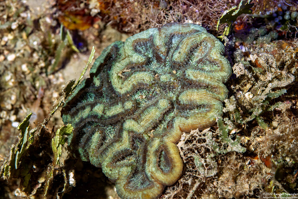 Isophyllia sinuosa (Sinuous Cactus Coral)