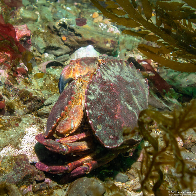 Cancer productus (Red Rock Crab); Mating