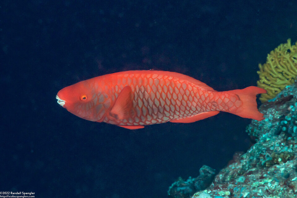 Scarus xanthopleura (Red Parrotfish)