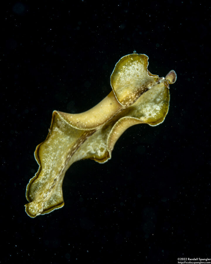 Pseudobiceros sp.3 (Pseudobiceros sp.3)