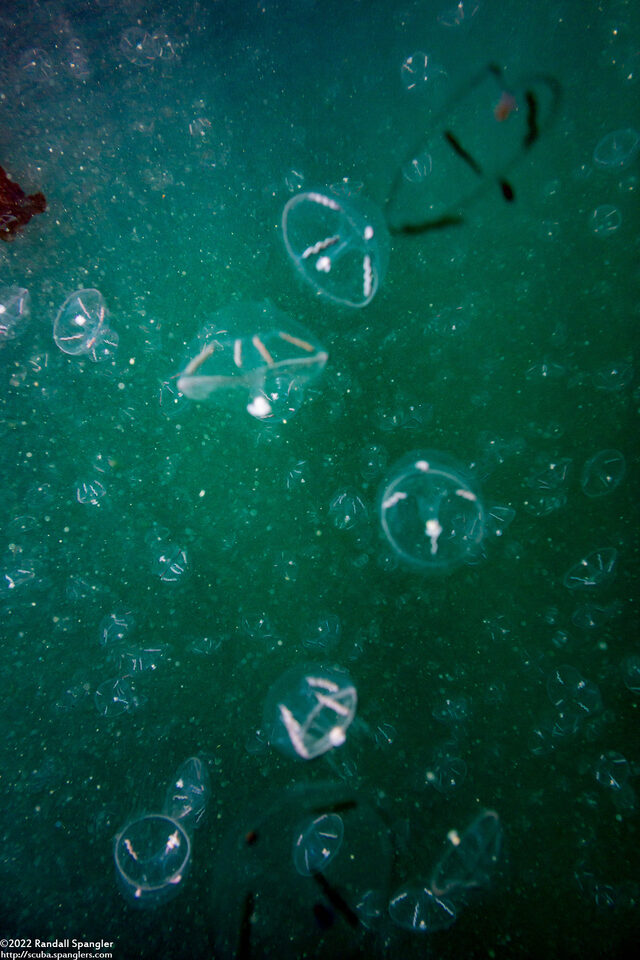 Mitrocoma cellularia (Cross Jelly); Big swarm of jellies