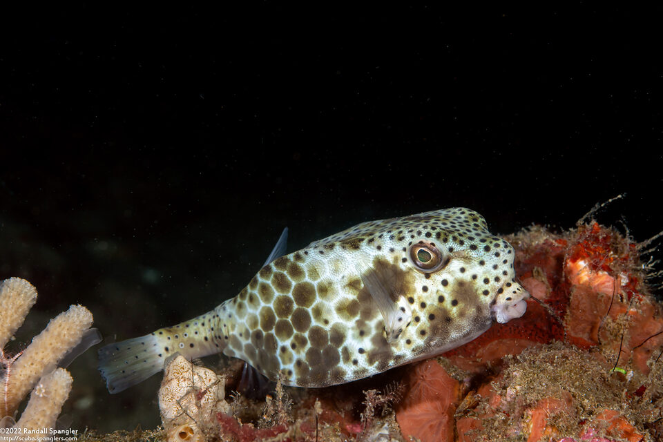 Ostracion rhinorhynchos (Horn-Nosed Boxfish)