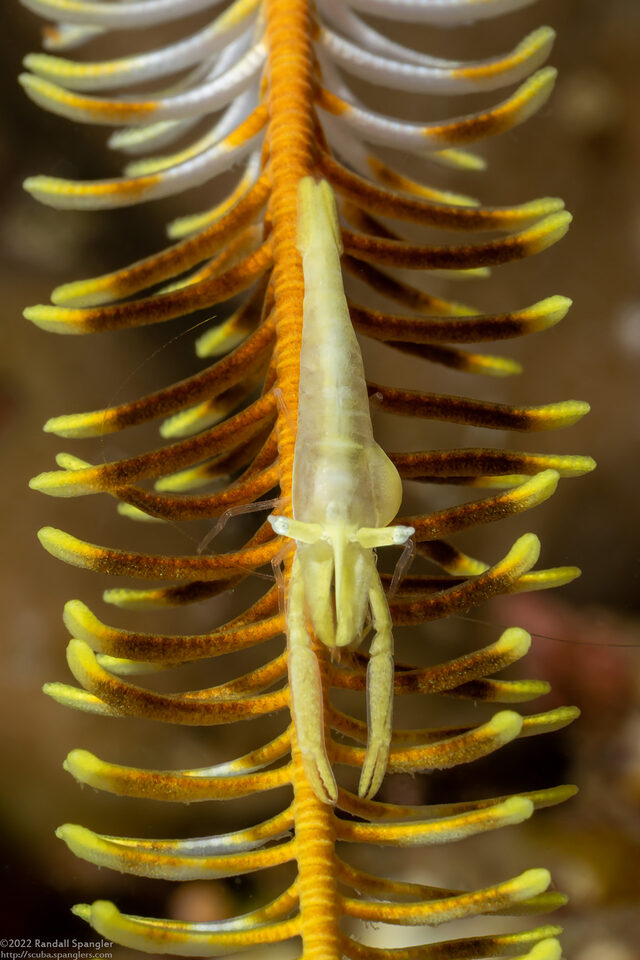 Laomenes sp.2 (Yellow Crinoid Shrimp); Shrimp with bopyrid parasite