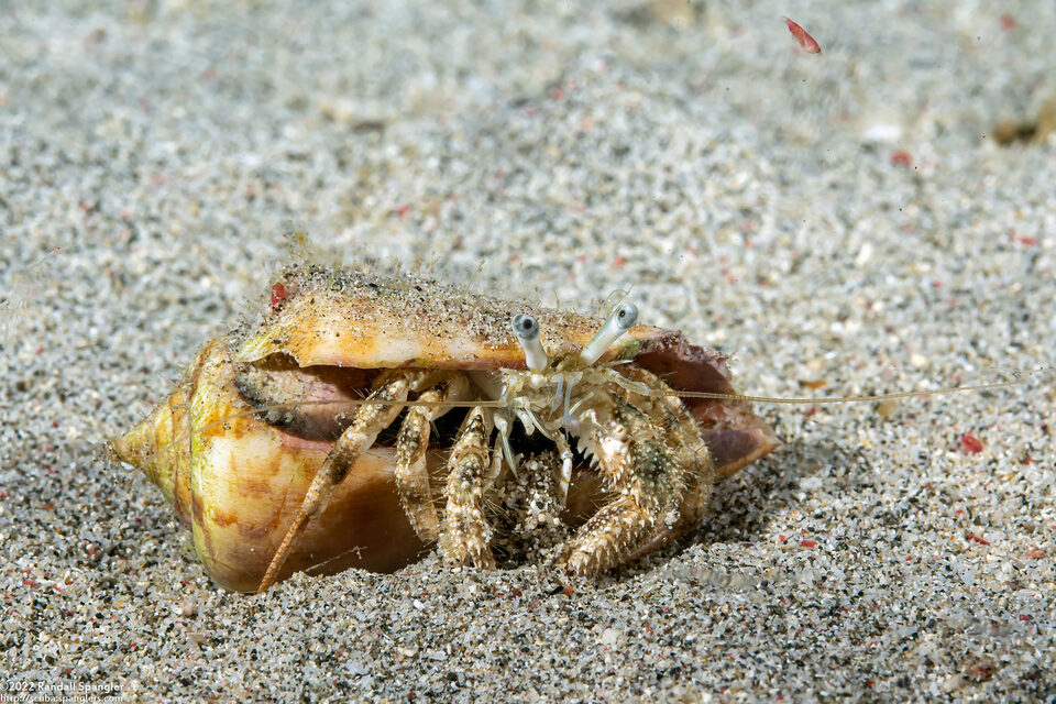 Dardanus woodmasoni (Woodmason's Hermit Crab)