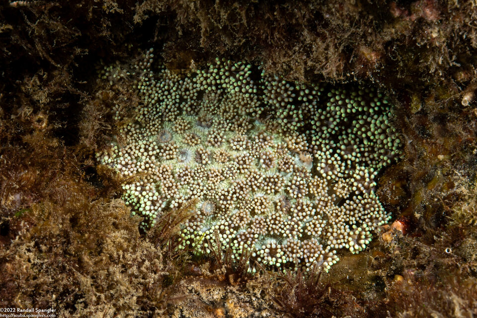 Goniopora pedunculata (Goniopora Pedunculata)