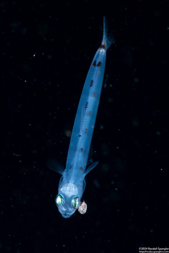Synodus sp. (Larval Lizardfish)