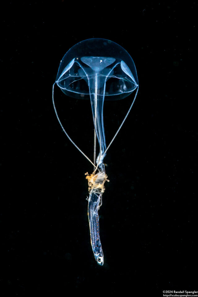 Geryonia proboscidalis (Geryonia Proboscidalis); Jelly caught a larval fish