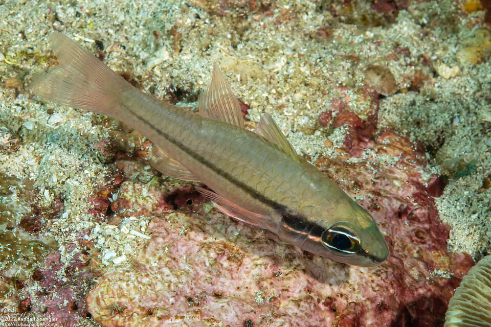 Pristiapogon abrogramma (Lateralstripe Cardinalfish)